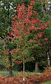 Rowan Mountain Ash Sorbus aucuparia