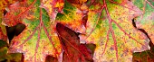 Red Oak foliage turning colour in Autumn