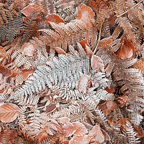 Ice_and_Frost_on_Ferns
