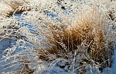 Beautiful winter scene frosted grass