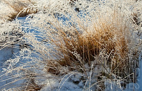 Beautiful_winter_scene_frosted_grass