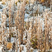 Frosted Rosebay Willow Herb stems