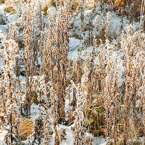 Frosted_Rosebay_Willow_Herb_stems