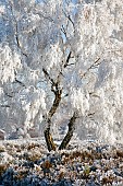 Winter beauty with frost covered tree