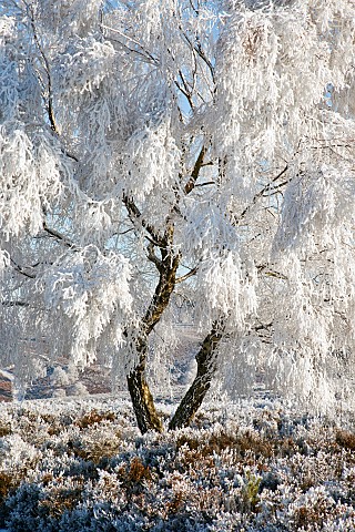 Winter_beauty_with_frost_covered_tree