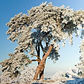Winter beauty with frost covered tree in early winter