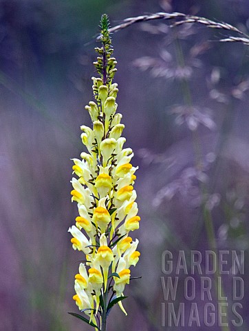 Linaria_Vulgaris_common_toadflax_perennial_Butter__Eggs_Yellow_orange_spikes_Wildflowers__Cannock_Ch