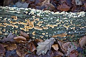 Bracket Fungi living on a fallen tree