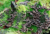 Dark brown Bracket Fungi growing on old stunp