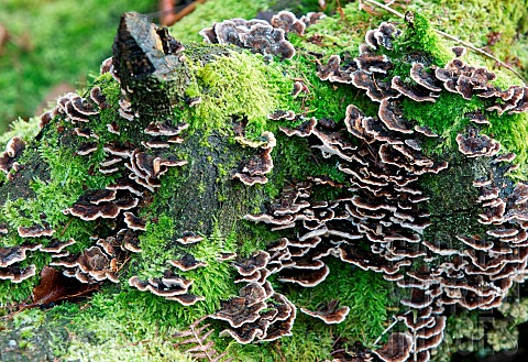 Dark_brown_Bracket_Fungi_growing_on_old_stunp