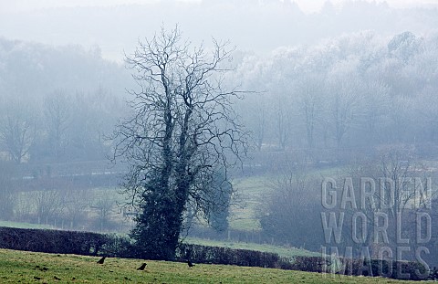 Rural_scene_on_Cannock_Chase_Area_of_Outstanding_Natural_Beauty_in_winter