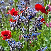 A plant lovers cottage garden colour combination deep red Papaver orientale (Poppy) with bright blue Borago officinalis (Borage) at Coley Cottage (NGS) Little Haywood, Staffordshire