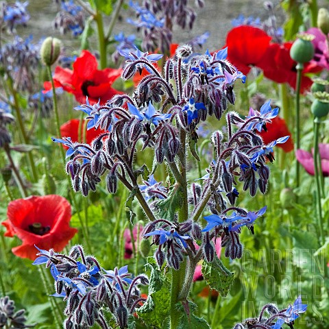 A_plant_lovers_cottage_garden_colour_combination_deep_red_Papaver_orientale_Poppy_with_bright_blue_B