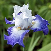 Iris germanica Alizes