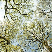 Canopy of deciduous trees in light woodland