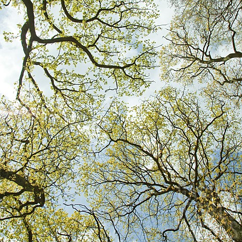 Canopy_of_deciduous_trees_in_light_woodland
