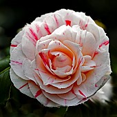 Camellia japonica William Honey