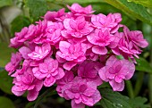 Plant portraits close up study of flowers Hydrangea You and Me Together a stunning double pink flowering variety.