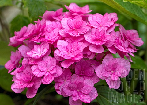 Plant_portraits_close_up_study_of_flowers_Hydrangea_You_and_Me_Together_a_stunning_double_pink_flowe