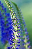 Veronica Shirley Blue upright spikes of deep blue herbaceous perennial.