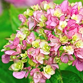 Hydrangea You and Me Together