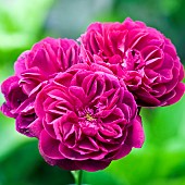 Rosa Rose Ausdecorum DARCEY BUSSELL