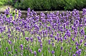 Lavender angustifolia Twickel Purple