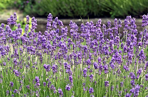 Lavender_angustifolia_Twickel_Purple