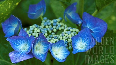 Hydrangea_macrophylla_Blaumeise