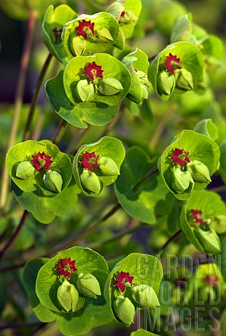 Perennial_Euphorbia_Matinii_lime_green_foliage_on_red_stems_with_light_green_disc_shaped_bracts_with