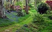 Superbly Beautiful ight woodland garden with specimen trees Rhododendrons Azaleas