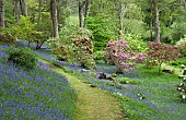 Superbly Beautiful ight woodland garden with specimen trees Rhododendrons Azaleas