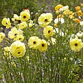 Perennial Ranunculus Hybrids with yellow double flowers in May Late Spring in John Massey`s Garden Aswood (NGS) West Midlands