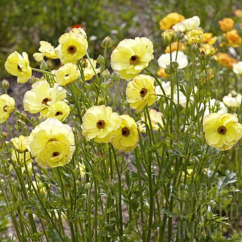 Perennial_Ranunculus_Hybrids_with_yellow_double_flowers_in_May_Late_Spring_in_John_Masseys_Garden_As