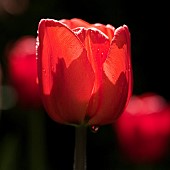 Close up Tulip