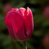 Tulipa Dutch Hot Pink Tulip