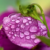 Plant portrait of deep purple pansy