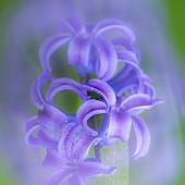 Soft focus Hyacinth