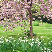 Prunus; Cherry Tree Cherry Blossom