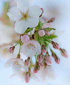 Cherry blossom Soft Focus