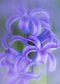 Hyacinth in soft focus