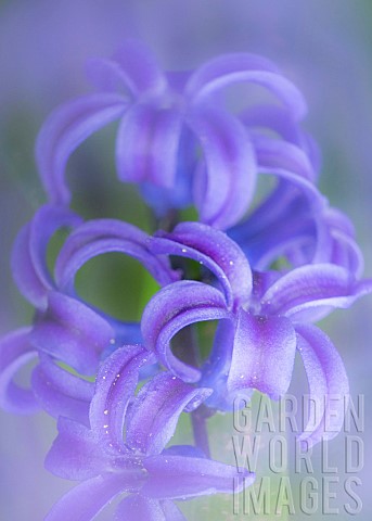 Hyacinth_in_soft_focus