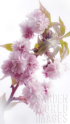 Cherry_blossom_tree_in_full_bloom_in_shades_of_pink