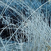 Winter frosts cover die back stems, heads, and foliage of ornamental grasses