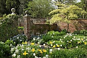 Tree Cornus Contraversa The Wedding cake tree underplanted with spring flowering bulbs mature trees and shrubs in walled garden