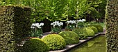 The rill garden with balls of buxus sempervirens flanked by white tulips in ornate terracotta pots