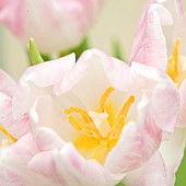 Soft focus close up semi abstract of blush pink of single white tulip