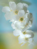 Soft focus floral close up of spring flowers namely Exochorda Macrantha the Bride. seen in full bloom in shades of white