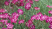 Herbaceous perennial bright pink and white Dianthus  Spangled Star at Wollerton Old Hall (NGS) Market Drayton in Shropshire early summer June