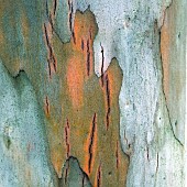 Tree Bark semi abstract